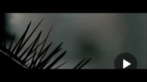 Splinter Trailer