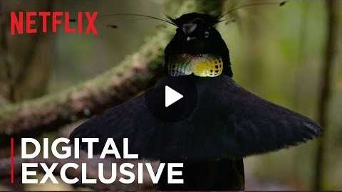 Our Planet | Birds Of Paradise | Exclusive Clip | Netflix